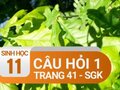 Câu hỏi thảo luận 1 trang 41 SGK Sinh 11
