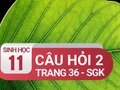 Câu hỏi thảo luận 2 trang 36 SGK Sinh 11
