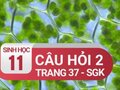 Câu hỏi thảo luận 2 trang 37 SGK sinh 11.