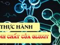 Báo cáo thực hành: Tính chất của gluxit