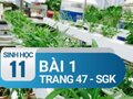 Câu 1 trang 47 SGK Sinh học 11