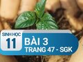 Bài 3 trang 47 SGK Sinh học 11. 