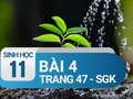 Câu 4 trang 47 SGK Sinh học 11