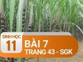 Câu 7 trang 43 SGK Sinh học 11
