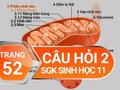 Câu hỏi thảo luận 2 trang 52 SGK Sinh học 11