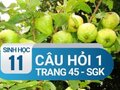 Câu hỏi thảo luận 1 trang 45 SGK Sinh 11