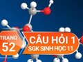 Câu hỏi thảo luận 1 trang 52 SGK Sinh học 11