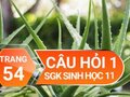 Câu hỏi thảo luận 1 trang 54 SGK Sinh học 11