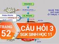 Câu hỏi thảo luận 3 trang 52 SGK Sinh học 11