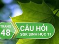 Câu hỏi thảo luận trang 48 SGK Sinh 11
