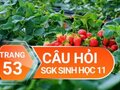 Câu hỏi thảo luận trang 53 SGK Sinh học 11