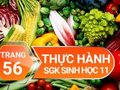 Sinh 11 bài 13: Thực hành phát hiện diệp lục và carôtenôit