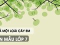 Miêu tả một loài cây em yêu - Văn mẫu 7