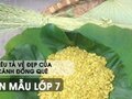 Miêu tả vẻ đẹp của cánh đồng quê - Văn mẫu 7