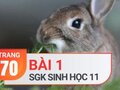 Câu 1 trang 70 SGK Sinh học 11