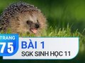 Câu 1 trang 75 SGK Sinh học 11
