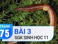 Câu 3 trang 75 SGK Sinh học 11