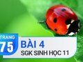 Câu 4 trang 75 SGK Sinh học 11