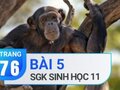 Câu 5 trang 76 SGK Sinh học 11