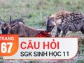 Câu hỏi thảo luận trang 67 SGK Sinh học 11