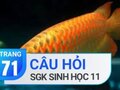 Câu hỏi thảo luận trang 71 SGK Sinh 11
