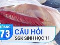 Câu hỏi thảo luận trang 73 SGK Sinh học 11