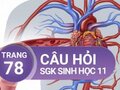 Câu hỏi thảo luận trang 78 SGK Sinh học 11