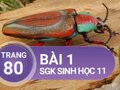 Câu 1 trang 80 SGK Sinh học 11