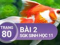 Câu 2 trang 80 SGK Sinh học 11