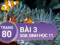 Câu 3 trang 80 SGK Sinh học 11