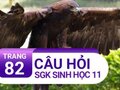 Câu hỏi thảo luận trang 82 SGK Sinh 11