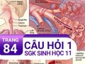 Câu hỏi thảo luận 1 trang 84 SGK Sinh 11