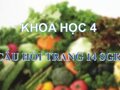 Trả lời câu hỏi trang 14 SGK Khoa học 4