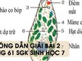 Hướng dẫn giải bài 2 trang 61 sgk Sinh học 7