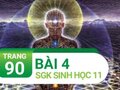 Câu 4 trang 90 SGK Sinh học 11