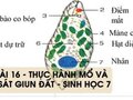 Hướng dẫn giải bài 16 - Thực hành mổ và quan sát giun đất - Sinh học 7