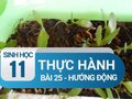 Bài 13 SGK Sinh học 11: Thực hành Hướng động