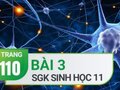 Câu 3 trang 110 SGK Sinh học 11
