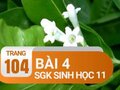 Câu 4 trang 104 SGK Sinh học 11