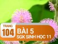 Câu 5 trang 104 SGK Sinh học 11
