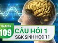 Câu hỏi thảo luận 1 trang 109 SGK Sinh 11