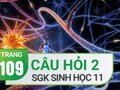 Câu hỏi thảo luận 2 trang 109 SGK Sinh 11