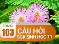 Câu hỏi thảo luận trang 103 SGK Sinh 11