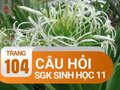 Câu hỏi thảo luận trang 104 SGK Sinh 11