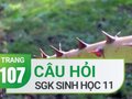 Câu hỏi thảo luận trang 107 SGK Sinh 11