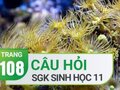 Câu hỏi thảo luận trang 108 SGK Sinh 11
