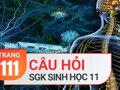 Câu hỏi thảo luận trang 111 SGK Sinh 11
