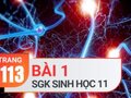 Câu 1 trang 113 SGK Sinh học 11