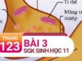 Câu 3 trang 123 SGK Sinh học 11