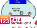 Câu 4 trang 123 SGK Sinh học 11